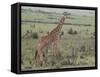 Giraffe on the Savanna-DLILLC-Framed Stretched Canvas