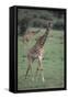 Giraffe on the Savanna-DLILLC-Framed Stretched Canvas