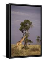 Giraffe on the Savanna-DLILLC-Framed Stretched Canvas