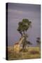 Giraffe on the Savanna-DLILLC-Stretched Canvas