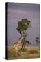 Giraffe on the Savanna-DLILLC-Stretched Canvas