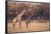 Giraffe on the Savanna-DLILLC-Framed Stretched Canvas