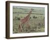 Giraffe on the Savanna-DLILLC-Framed Photographic Print