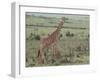 Giraffe on the Savanna-DLILLC-Framed Photographic Print