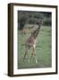 Giraffe on the Savanna-DLILLC-Framed Photographic Print