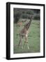 Giraffe on the Savanna-DLILLC-Framed Photographic Print