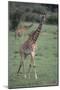 Giraffe on the Savanna-DLILLC-Mounted Photographic Print