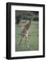 Giraffe on the Savanna-DLILLC-Framed Photographic Print