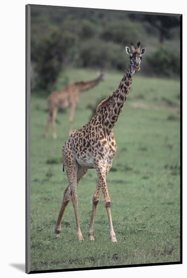 Giraffe on the Savanna-DLILLC-Mounted Photographic Print