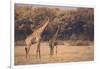 Giraffe on the Savanna-DLILLC-Framed Photographic Print