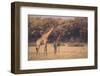 Giraffe on the Savanna-DLILLC-Framed Photographic Print