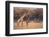 Giraffe on the Savanna-DLILLC-Framed Photographic Print