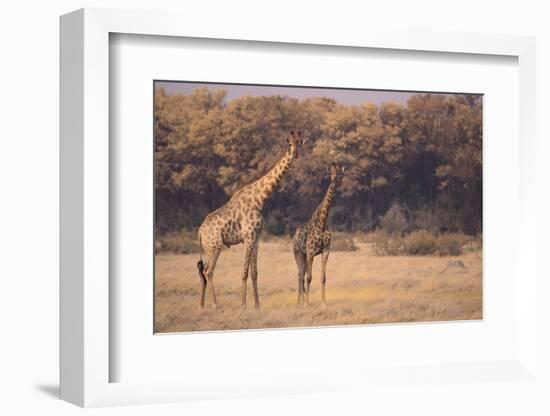 Giraffe on the Savanna-DLILLC-Framed Photographic Print