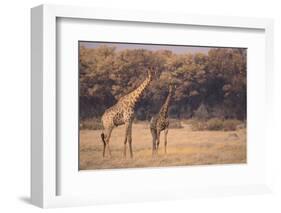 Giraffe on the Savanna-DLILLC-Framed Photographic Print