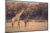 Giraffe on the Savanna-DLILLC-Mounted Photographic Print