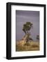 Giraffe on the Savanna-DLILLC-Framed Photographic Print