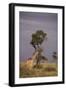 Giraffe on the Savanna-DLILLC-Framed Photographic Print