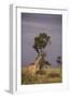 Giraffe on the Savanna-DLILLC-Framed Photographic Print