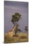 Giraffe on the Savanna-DLILLC-Mounted Photographic Print