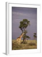 Giraffe on the Savanna-DLILLC-Framed Photographic Print