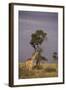 Giraffe on the Savanna-DLILLC-Framed Photographic Print