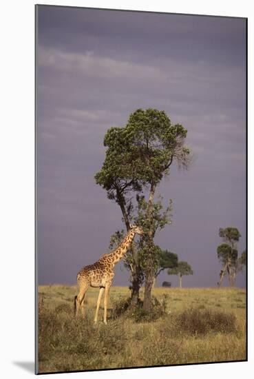 Giraffe on the Savanna-DLILLC-Mounted Photographic Print