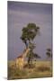 Giraffe on the Savanna-DLILLC-Mounted Photographic Print