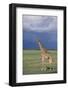 Giraffe on the Savanna-DLILLC-Framed Photographic Print