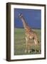 Giraffe on the Savanna-DLILLC-Framed Photographic Print