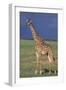 Giraffe on the Savanna-DLILLC-Framed Photographic Print