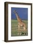 Giraffe on the Savanna-DLILLC-Framed Photographic Print