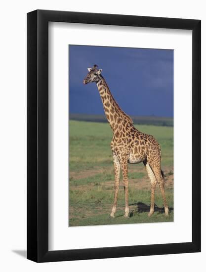 Giraffe on the Savanna-DLILLC-Framed Photographic Print