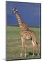 Giraffe on the Savanna-DLILLC-Mounted Photographic Print