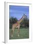 Giraffe on the Savanna-DLILLC-Framed Photographic Print