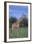 Giraffe on the Savanna-DLILLC-Framed Photographic Print