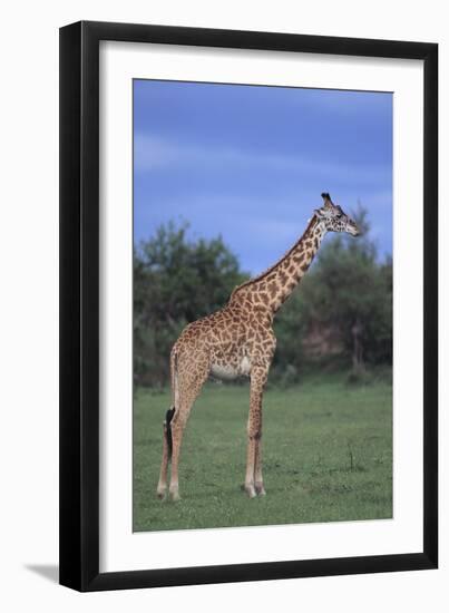 Giraffe on the Savanna-DLILLC-Framed Photographic Print