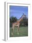 Giraffe on the Savanna-DLILLC-Framed Photographic Print