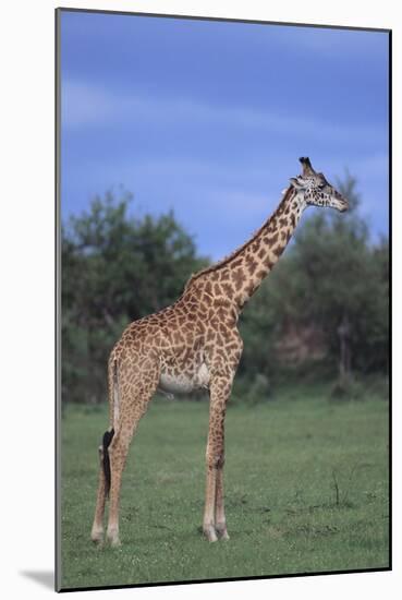 Giraffe on the Savanna-DLILLC-Mounted Photographic Print