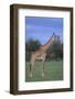 Giraffe on the Savanna-DLILLC-Framed Photographic Print