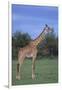 Giraffe on the Savanna-DLILLC-Framed Photographic Print