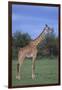 Giraffe on the Savanna-DLILLC-Framed Photographic Print