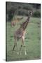 Giraffe on the Savanna-DLILLC-Stretched Canvas