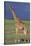 Giraffe on the Savanna-DLILLC-Stretched Canvas