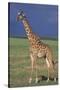 Giraffe on the Savanna-DLILLC-Stretched Canvas