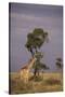 Giraffe on the Savanna-DLILLC-Stretched Canvas