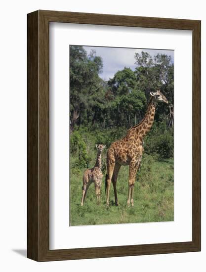 Giraffe Parent and Young-DLILLC-Framed Photographic Print