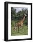 Giraffe Parent and Young-DLILLC-Framed Photographic Print