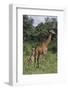 Giraffe Parent and Young-DLILLC-Framed Photographic Print