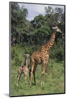 Giraffe Parent and Young-DLILLC-Mounted Photographic Print