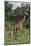 Giraffe Parent and Young-DLILLC-Mounted Photographic Print